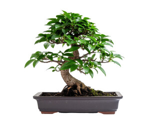 Beautiful Bonsai Tree with Lush Green Leaves in a Elegant Black Pot on Transparent Background