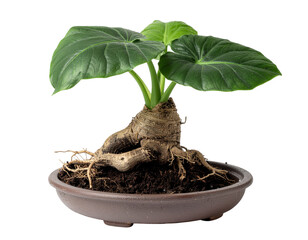 Bonsai Mandrake Plant with Lush Green Leaves and Exposed Roots in a Decorative Pot on a Transparent Background