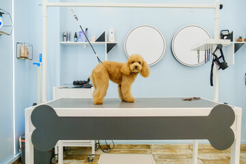 The adorable pose of a Poodle dog at a pet grooming salon
