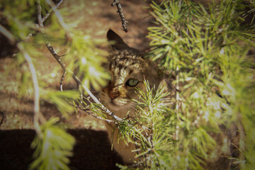 A cat that enjoys nature