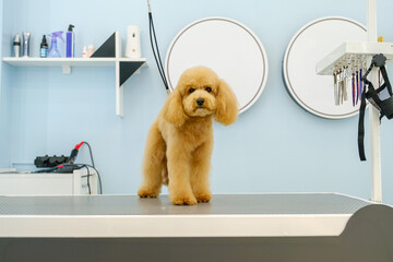 The adorable pose of a Poodle dog at a pet grooming salon