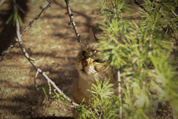 A cat that enjoys nature