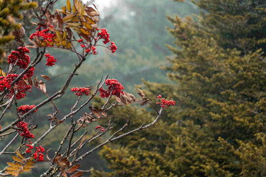 misty forest berries with atmosphere, red berries cluster amidst foggy forest with seasonal ambiance