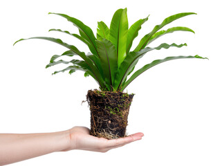 Hand Holding Pot of Green Plant with Leafy Fern in Natural Growing Environment