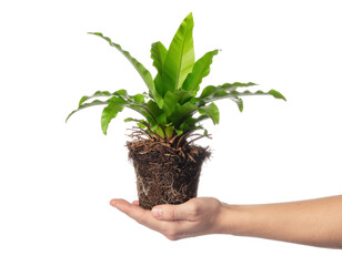 Hand Holding Vibrant Green Potted Plant with Rich Soil Against Transparent Background