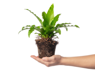 Hand Holding Vibrant Green Potted Plant with Rich Soil Against Transparent Background