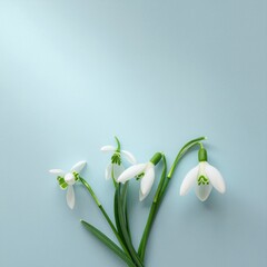 Delicate Snowdrop Flowers in Minimalist Arrangement on Soft Blue Background