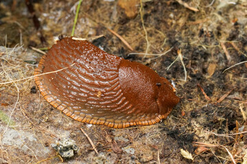 A close-up of a brown slug rests on the ground. Its textures and colors contrast with the earthy background. Nature at its most simple.