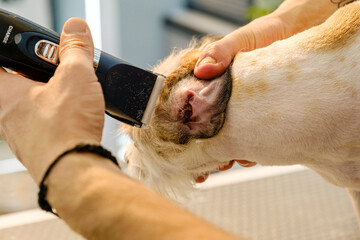 Obraz premium A middle-aged male groomer trimming the fur of an adorable Jack Russell Terrier dog with a clipper at a pet grooming salon