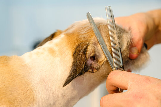 At a pet grooming salon, a middle-aged male groomer is trimming the fur of an adorable English Setter dog with scissors