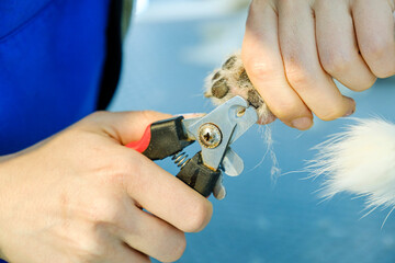 A close-up shot of a middle-aged male groomer trimming the nails of a cute Jack Russell Terrier dog...