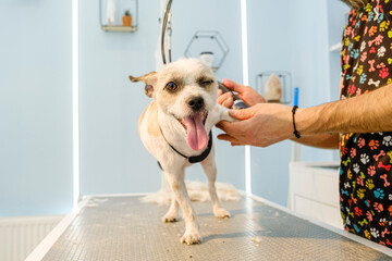 A middle-aged male groomer trimming the fur of an adorable Jack Russell Terrier dog with a clipper...