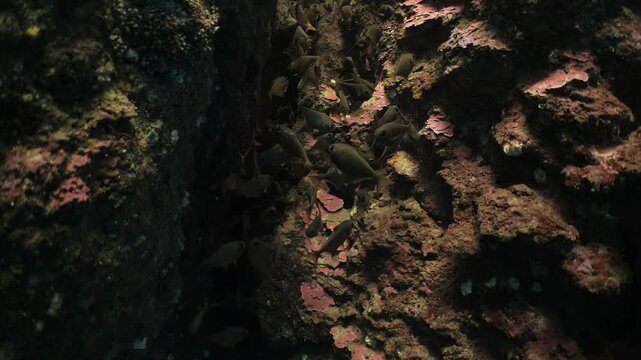  pempheris fish in a cave underwater cave diving