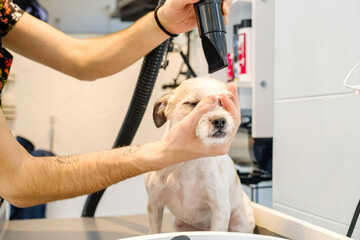 At a pet grooming salon, a middle-aged male groomer is drying the fur of an adorable Jack Russell Terrier dog with a blow dryer
