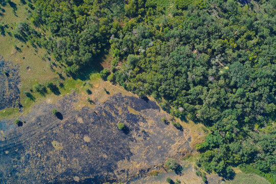 Top-down aerial photograph capturing stark environmental damage. Dramatic contrast between lush green forest and black, scorched earth, illustrating fire aftermath and ecological vulnerability.
