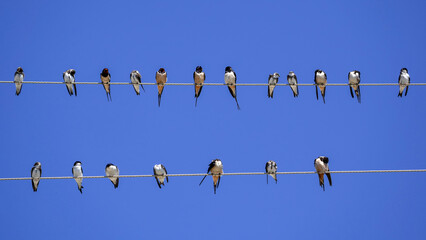 Obraz premium flock of swallows perched on a wire