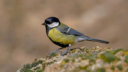 great tit bird perching  on a rock