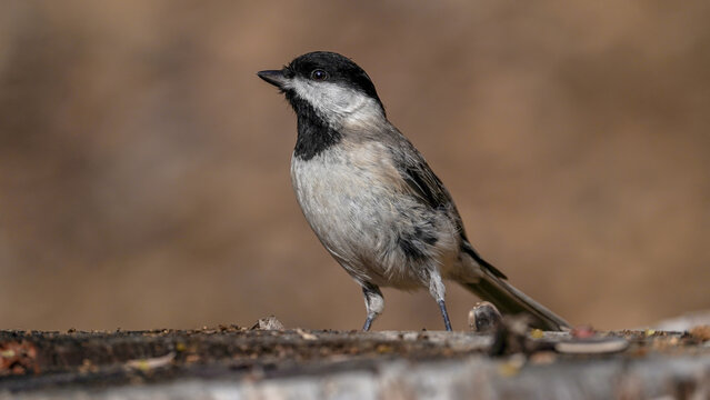 Sombre Tit bird perching on a rock