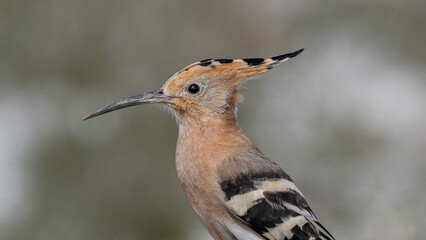 close up the Eurasian Hoopoe bird photo © Birol Dincer 