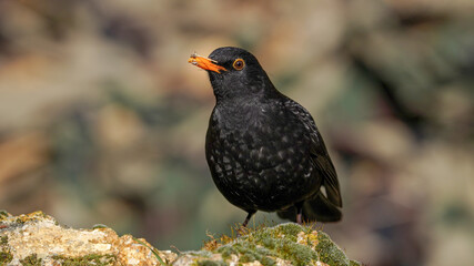 Common Blackbird perching on a rock