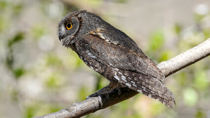 Eurasian Scops Owl  perching on a branch
