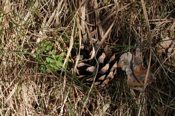 A pine cone in the dry grass