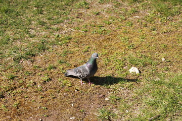 Pigeon on the lawn