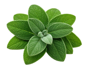 Verdant rosette soft leaves stacked center-up