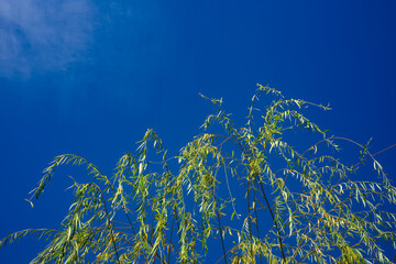 青空の下の柳がゆれる20251108