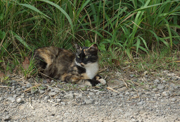 A striped cat is sitting in a garden with lots of grass, looking lazy on a sunny day
