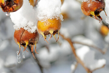 snow covered medlar fruits