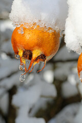 snow covered medlar fruits
