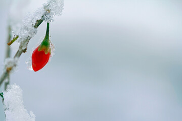 snow covered  goji berry