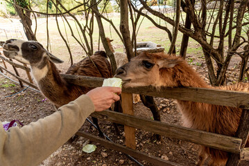 Lama alpaca in spacious paddock at domestic mammal farm meadow grazing pasture © dramapalma