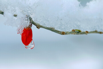 snow covered  goji berry