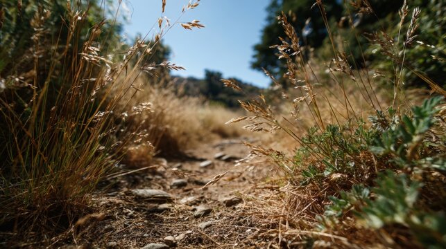 Serene Pathway Through Dry Grass and Rocks