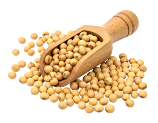 Soybeans overflow from wooden scoop, heap on black