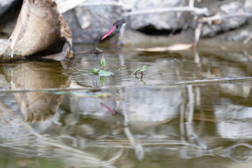 A Pair of Dragonflies in Flight During Oviposition – Red and Yellow
