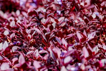 Fotobehang Bordeaux Close-up of ornamental Lutiela foliage, Alternanthera brasiliana. Detail of dense texture with red and purple leaves. Contrast with small lilac flowers and natural light reflection.  © niltonemaia