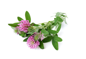 Red clover. A twigs with flowers and green leaves on a white background