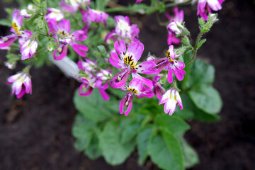 Blooming schizanthus. Also called angel wings. Purple flowers and green leaves on the ground background.