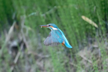 Common Kingfisher Catching a Fish in Mid-Action