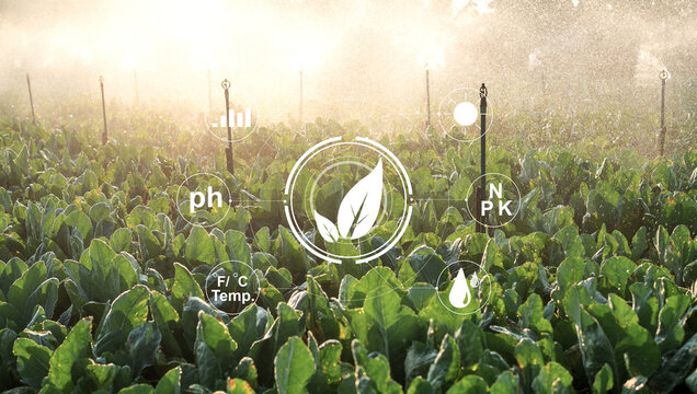 Smart agriculture concept. Leafy green crops under automated irrigation with digital sensors for pH, temperature, moisture and nutrients. Enhancing modern sustainable farming efficiency.
