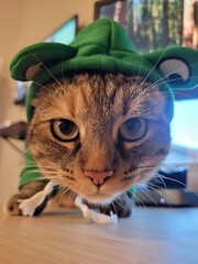 playful kitty with adorable accessories, charming portrait of fuzzy feline wearing frog hat indoors