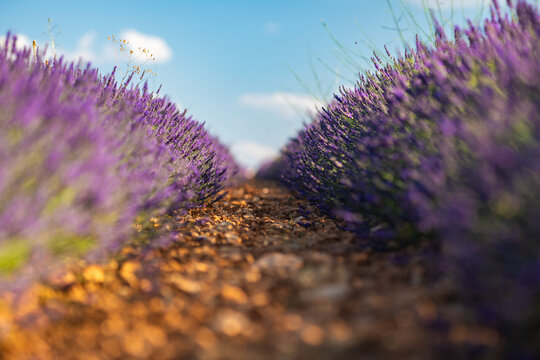 Breathtaking Lavender Fields in Brihuega, Spain During Summer