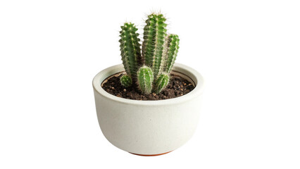 Photo of small green cactus plant growing in a simple white ceramic pot isolated on transparent background