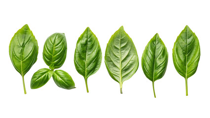 Photo of a collection of fresh green basil leaves displayed in a row, isolated on transparent background, perfect for culinary or herbal use