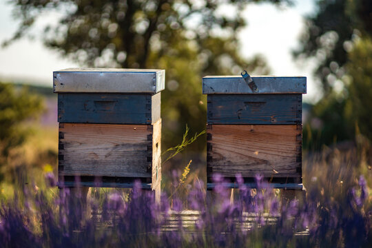 Lavender Fields and Beehives in Brihuega, Spain