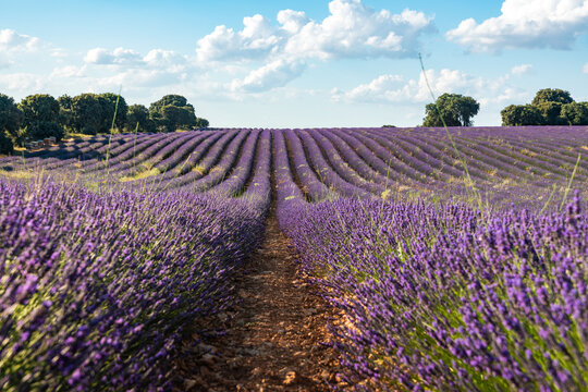 Stunning Lavender Fields in Brihuega, Spain During Summer