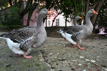 Group of greylag geese walking on ground in urban park